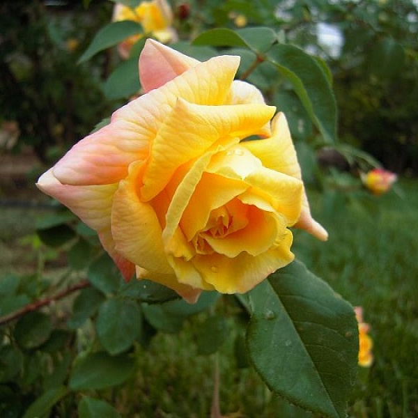Роза плетистая Голден Парфюм фото 3 