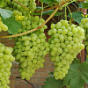 Виноград плодовый Лора фото 2 