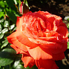 Роза чайно-гибридная Холстенперл фото 2 
