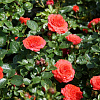Роза миниатюрная Ориндж Джувел фото 1 