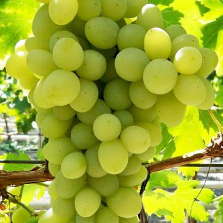 Виноград плодовый Благовест